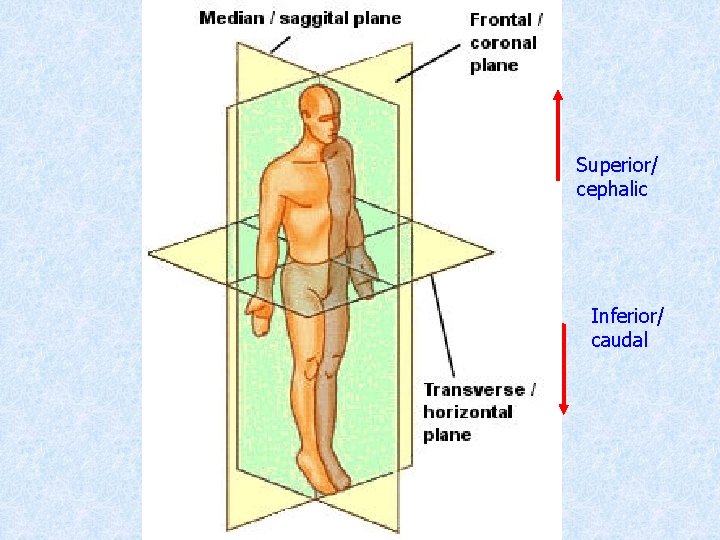 Superior/ cephalic Inferior/ caudal 