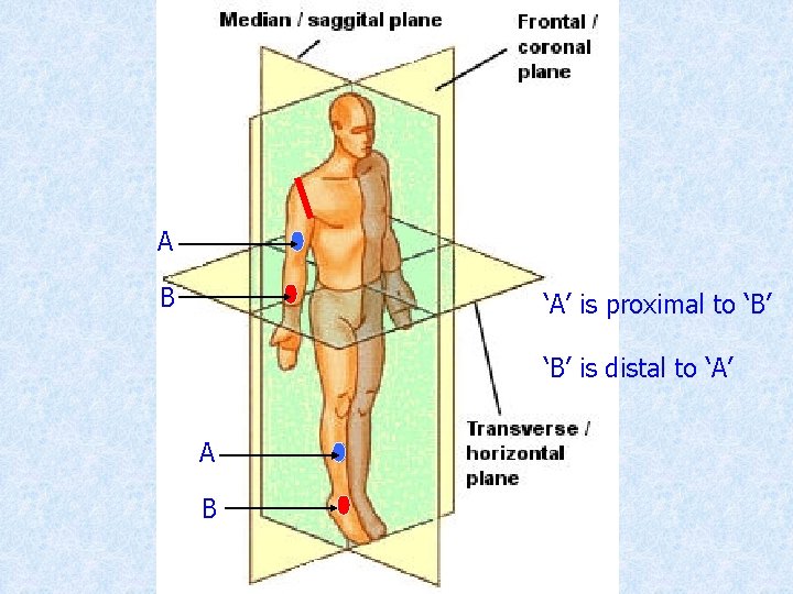 A B ‘A’ is proximal to ‘B’ is distal to ‘A’ A B 