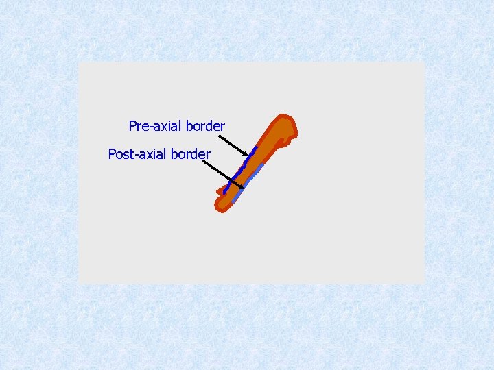 Pre-axial border Post-axial border 