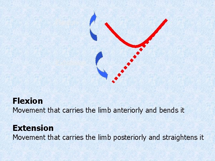 Flexion Extension Flexion Movement that carries the limb anteriorly and bends it Extension Movement