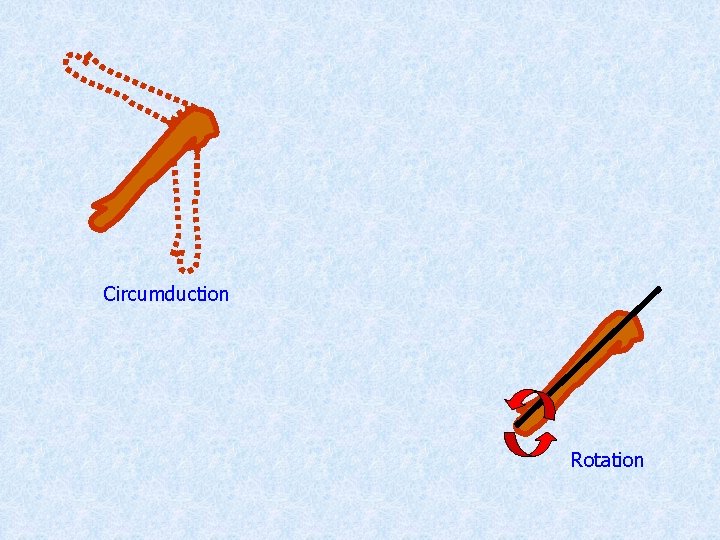 Circumduction Rotation 