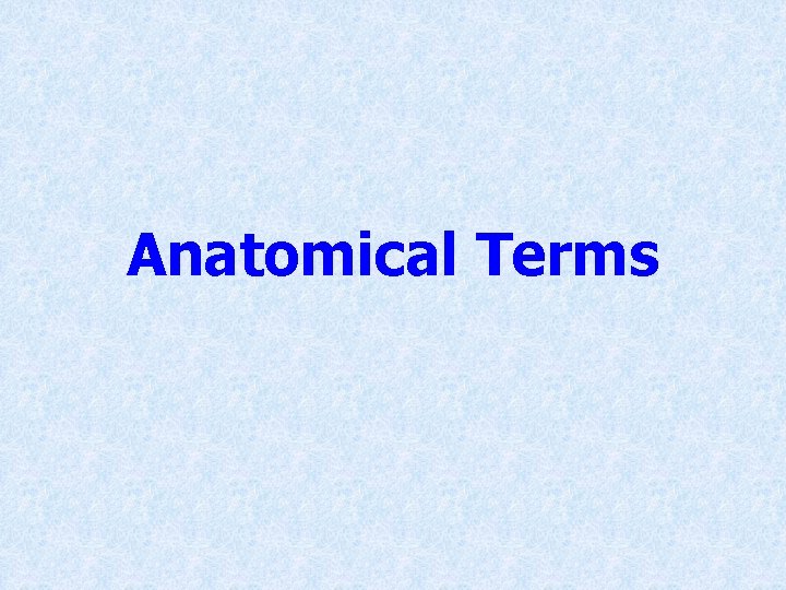 Anatomical Terms 