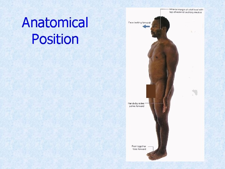 Anatomical Position 