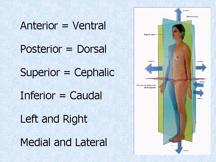 Anterior = Ventral Posterior = Dorsal Superior = Cephalic Inferior = Caudal Left and