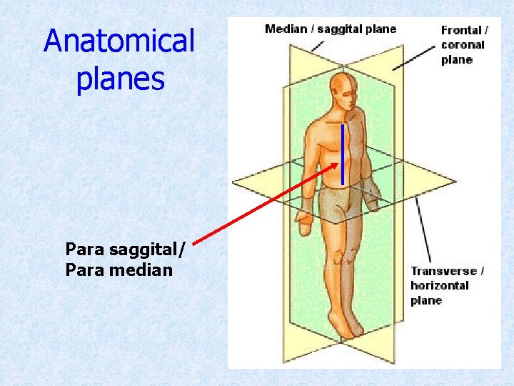 Anatomical planes Para saggital/ Para median 