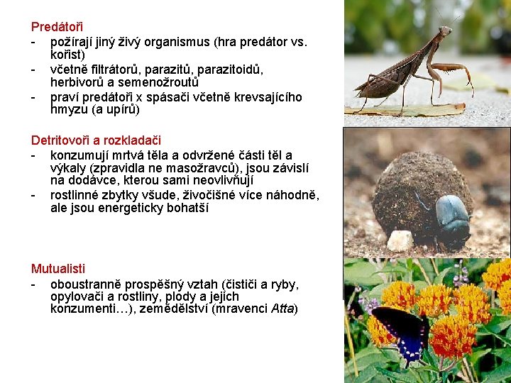 Predátoři - požírají jiný živý organismus (hra predátor vs. kořist) - včetně filtrátorů, parazitoidů,