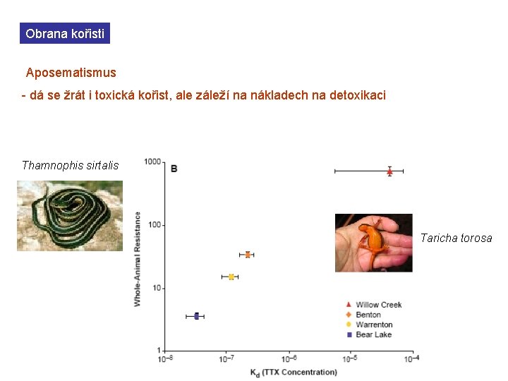 Obrana kořisti Aposematismus - dá se žrát i toxická kořist, ale záleží na nákladech