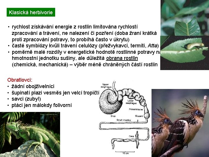 Klasická herbivorie • rychlost získávání energie z rostlin limitována rychlostí zpracování a trávení, ne