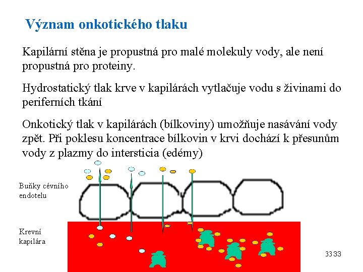 Význam onkotického tlaku Kapilární stěna je propustná pro malé molekuly vody, ale není propustná