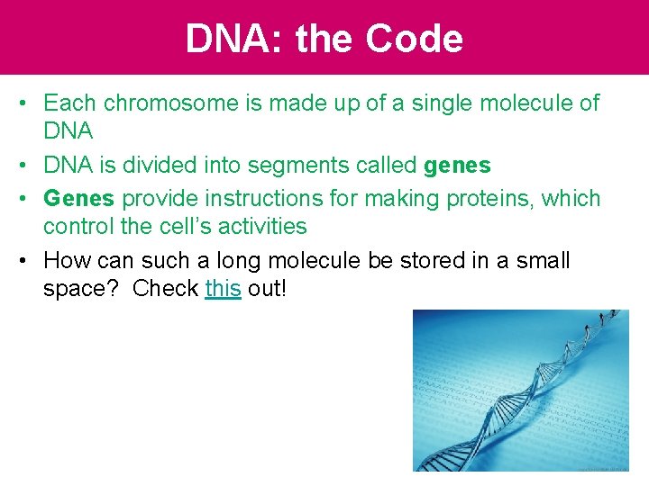 DNA: the Code • Each chromosome is made up of a single molecule of DNA: the Code • Each chromosome is made up of a single molecule of