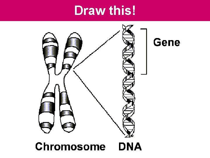 Draw this! Draw this!