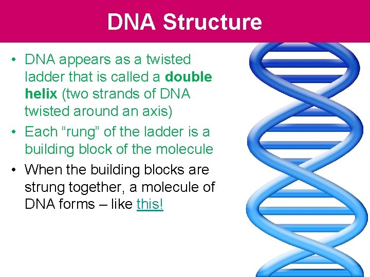 DNA Structure • DNA appears as a twisted ladder that is called a double DNA Structure • DNA appears as a twisted ladder that is called a double