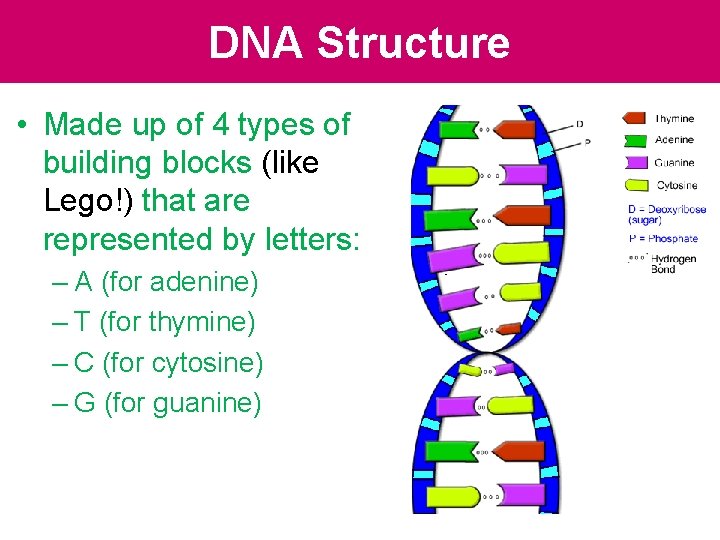 DNA Structure • Made up of 4 types of building blocks (like Lego!) that DNA Structure • Made up of 4 types of building blocks (like Lego!) that