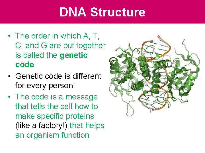 DNA Structure • The order in which A, T, C, and G are put DNA Structure • The order in which A, T, C, and G are put