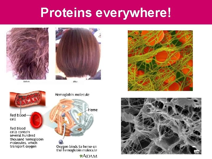 Proteins everywhere! Proteins everywhere!