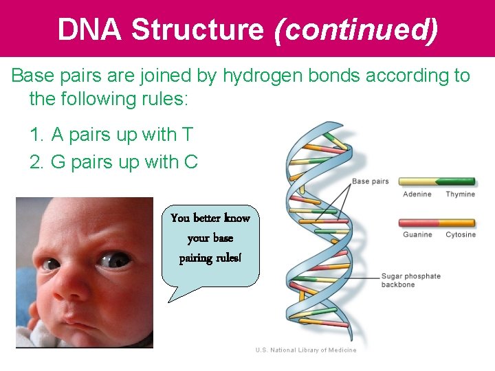 DNA Structure (continued) Base pairs are joined by hydrogen bonds according to the following DNA Structure (continued) Base pairs are joined by hydrogen bonds according to the following