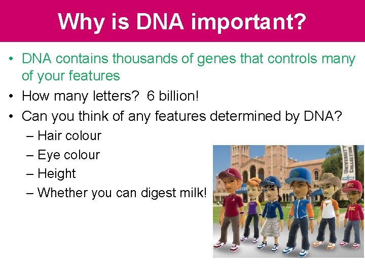 Why is DNA important? • DNA contains thousands of genes that controls many of Why is DNA important? • DNA contains thousands of genes that controls many of