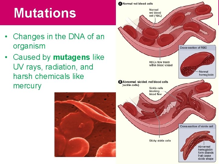 Mutations • Changes in the DNA of an organism • Caused by mutagens like Mutations • Changes in the DNA of an organism • Caused by mutagens like