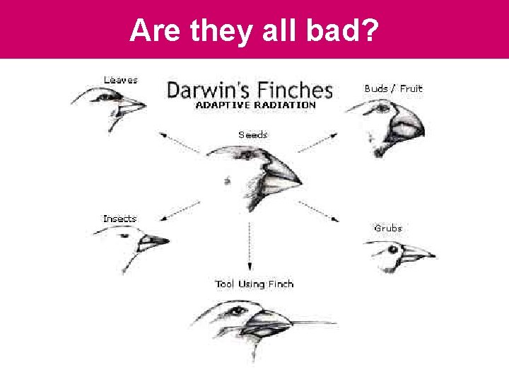 Are they all bad? Are they all bad?
