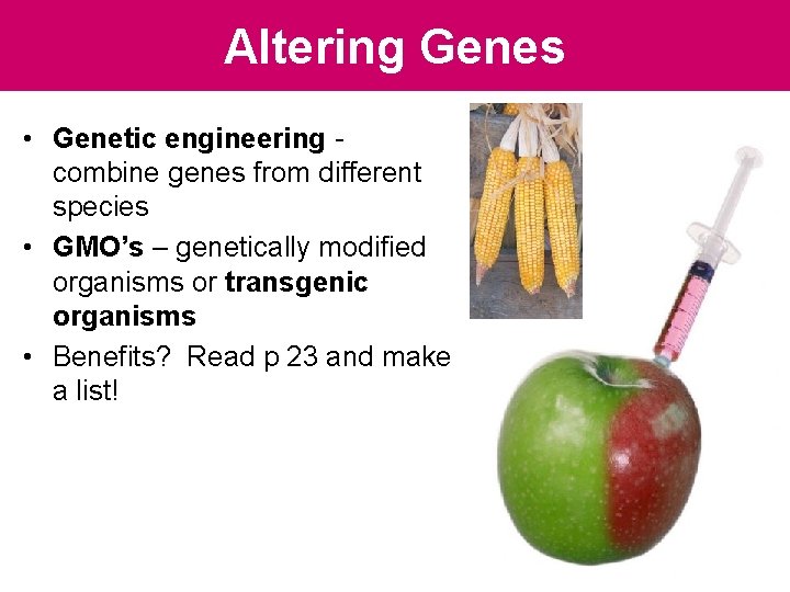 Altering Genes • Genetic engineering - combine genes from different species • GMO’s – Altering Genes • Genetic engineering - combine genes from different species • GMO’s –