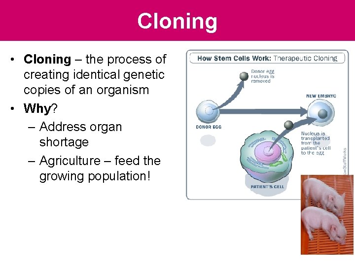 Cloning • Cloning – the process of creating identical genetic copies of an organism Cloning • Cloning – the process of creating identical genetic copies of an organism