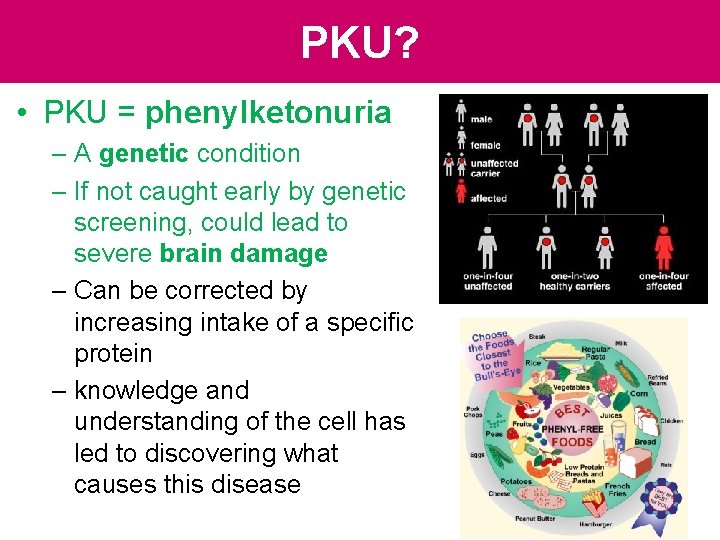 PKU? • PKU = phenylketonuria – A genetic condition – If not caught early PKU? • PKU = phenylketonuria – A genetic condition – If not caught early
