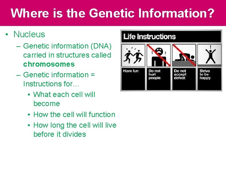Where is the Genetic Information? • Nucleus – Genetic information (DNA) carried in structures Where is the Genetic Information? • Nucleus – Genetic information (DNA) carried in structures
