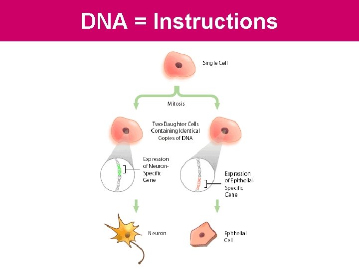 DNA = Instructions DNA = Instructions