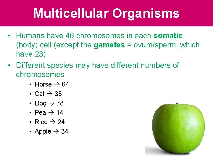 Multicellular Organisms • Humans have 46 chromosomes in each somatic (body) cell (except the Multicellular Organisms • Humans have 46 chromosomes in each somatic (body) cell (except the