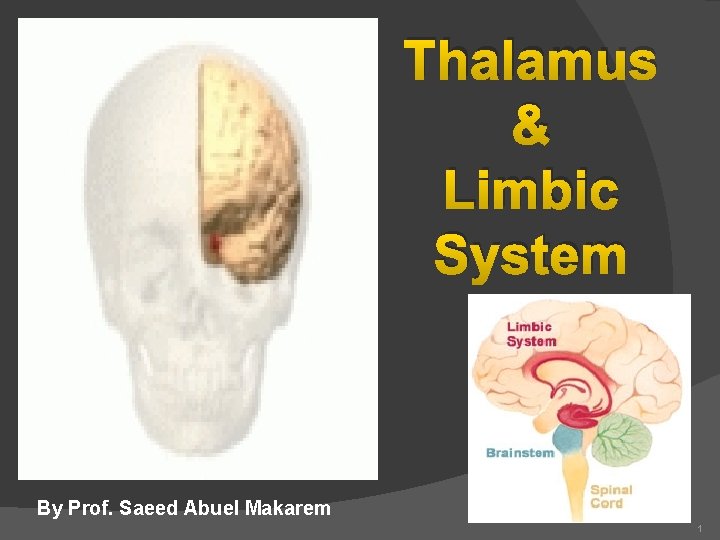 Thalamus & Limbic System By Prof. Saeed Abuel Makarem 1 