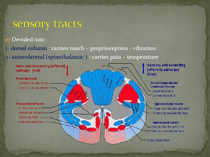 sensory tracts Devided into : 1 - dorsal column : carries touch – proprioception