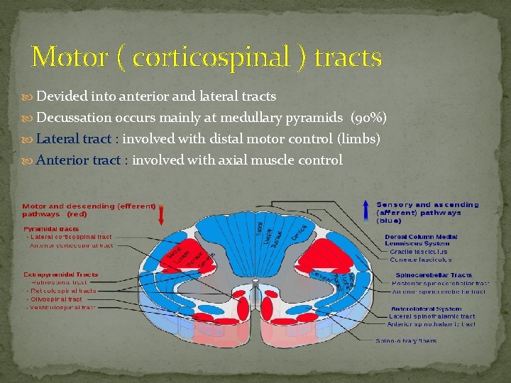 Motor ( corticospinal ) tracts Devided into anterior and lateral tracts Decussation occurs mainly