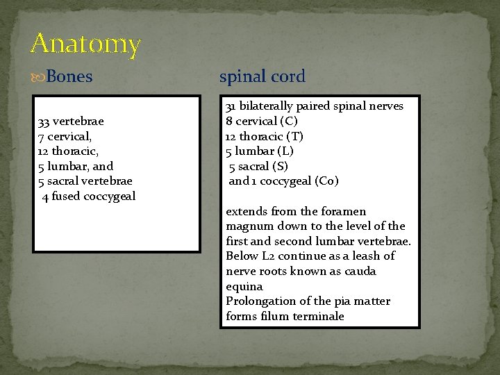 Anatomy Bones spinal cord 33 vertebrae 7 cervical, 12 thoracic, 5 lumbar, and 5