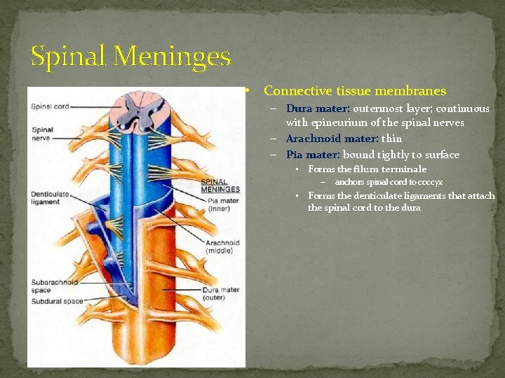 Spinal Meninges • Connective tissue membranes – Dura mater: outermost layer; continuous with epineurium