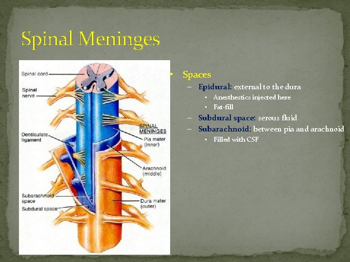 Spinal Meninges • Spaces – Epidural: external to the dura • Anesthestics injected here