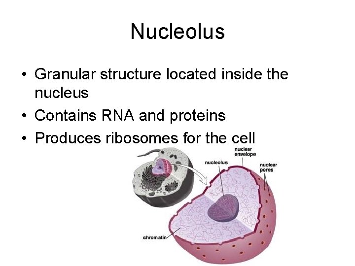 Nucleolus • Granular structure located inside the nucleus • Contains RNA and proteins •