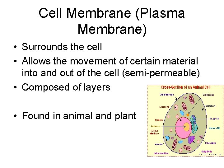 Cell Membrane (Plasma Membrane) • Surrounds the cell • Allows the movement of certain