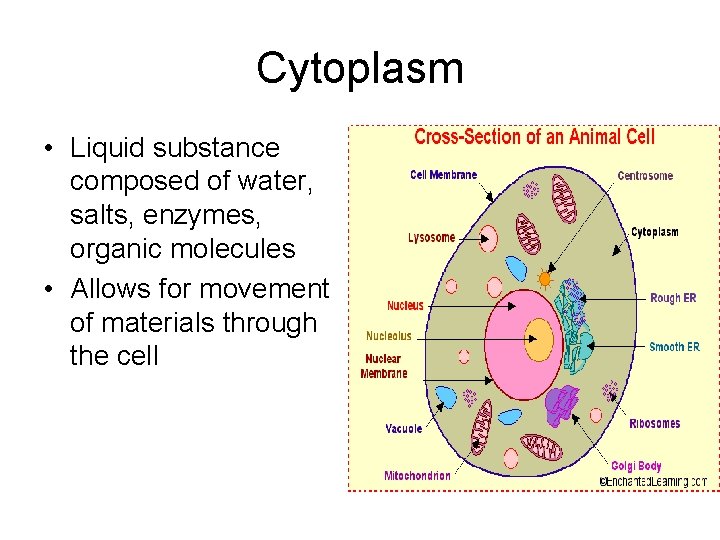 Cytoplasm • Liquid substance composed of water, salts, enzymes, organic molecules • Allows for