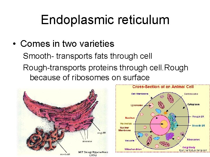 Endoplasmic reticulum • Comes in two varieties Smooth- transports fats through cell Rough-transports proteins