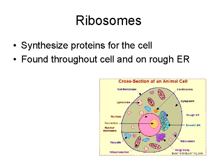 Ribosomes • Synthesize proteins for the cell • Found throughout cell and on rough