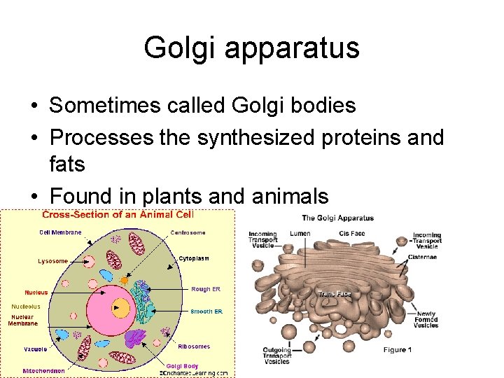 Golgi apparatus • Sometimes called Golgi bodies • Processes the synthesized proteins and fats