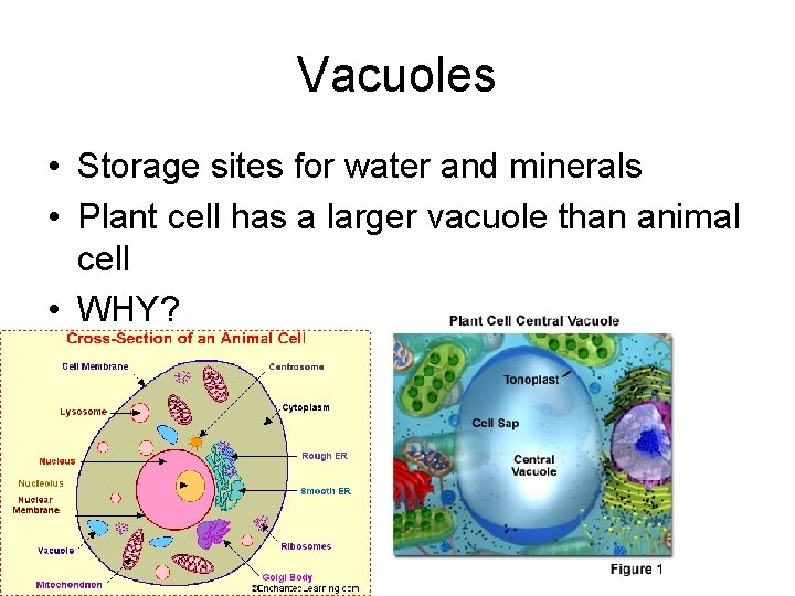 Vacuoles • Storage sites for water and minerals • Plant cell has a larger