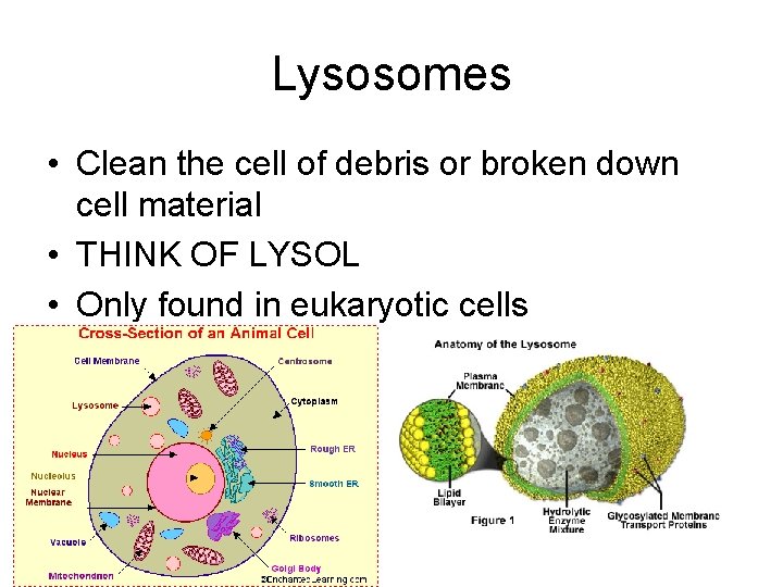 Lysosomes • Clean the cell of debris or broken down cell material • THINK