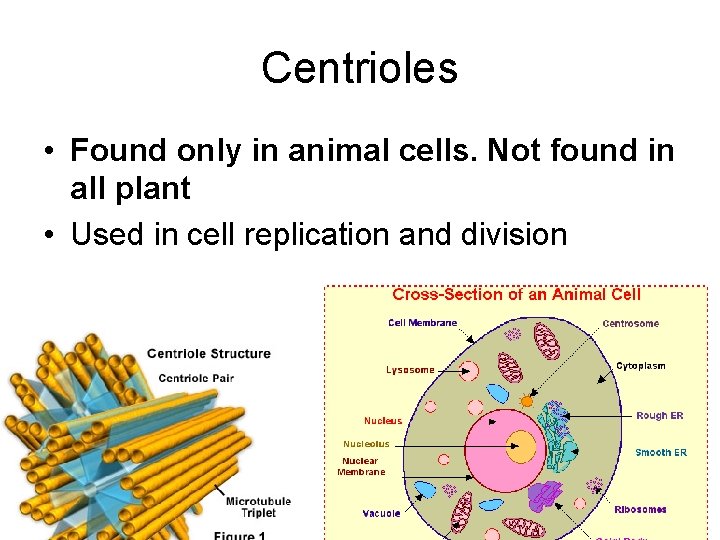 Centrioles • Found only in animal cells. Not found in all plant • Used