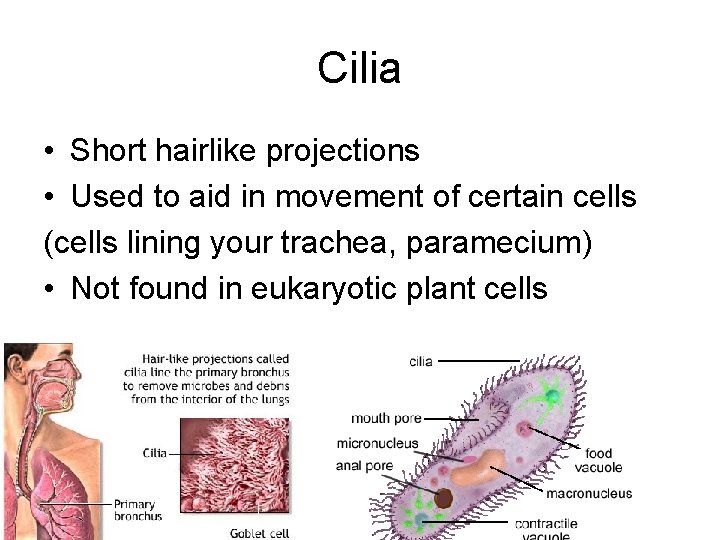 Cilia • Short hairlike projections • Used to aid in movement of certain cells