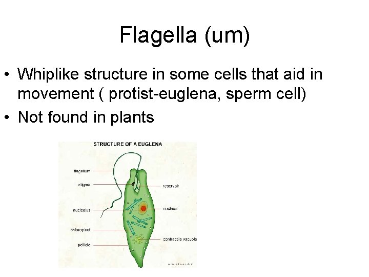 Flagella (um) • Whiplike structure in some cells that aid in movement ( protist-euglena,