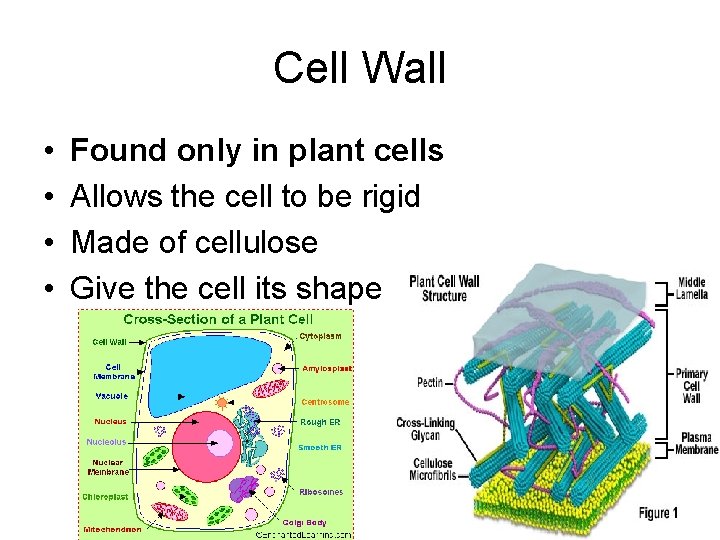 Cell Wall • • Found only in plant cells Allows the cell to be