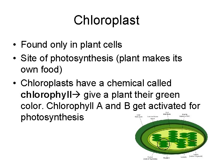 Chloroplast • Found only in plant cells • Site of photosynthesis (plant makes its