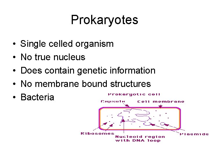 Prokaryotes • • • Single celled organism No true nucleus Does contain genetic information