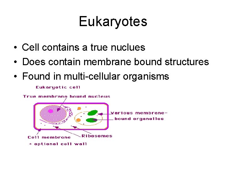 Eukaryotes • Cell contains a true nuclues • Does contain membrane bound structures •